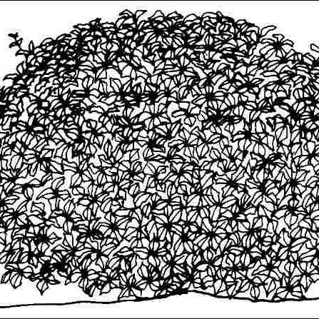 thumbnail for publication: Osmanthus x fortunei 'Variegatus': 'Variegatus' Fortunes Osmanthus